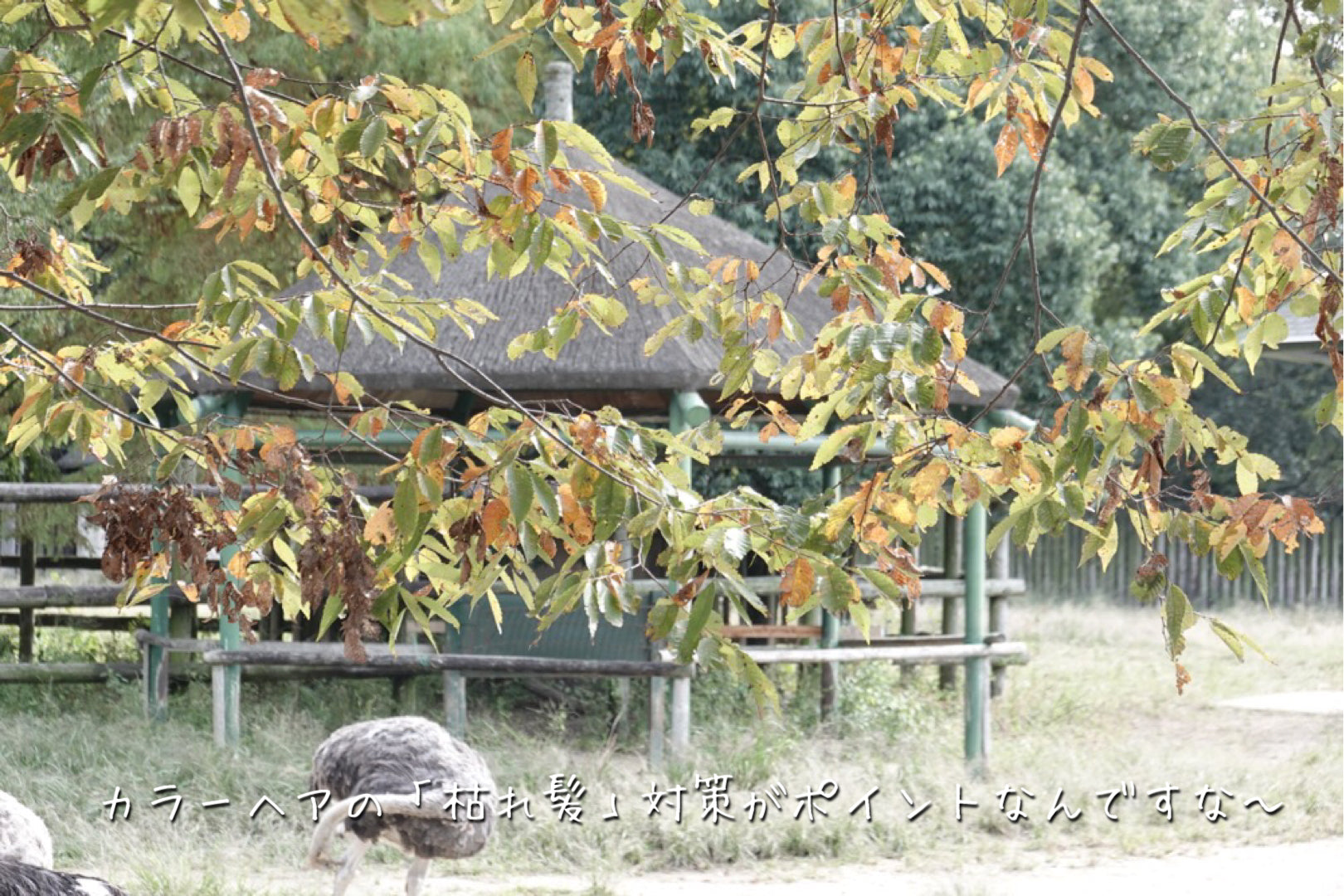 2020年11月号【紅葉と枯れ葉じゃ大違い。カラーヘアを美しく保つコツ】